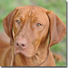 Vizsla (Rövidszörü) Vizsla (Rövidszörü)