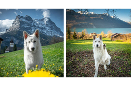 Follow This Beautiful White Dog On A Magical Journey In The Alps Follow This Beautiful White Dog On A Magical Journey In The Alps