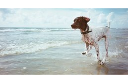 Going to the dog beach – 4 tips for an unclouded experience Going to the dog beach – 4 tips for an unclouded experience