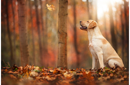 Autumn is here and so are some difficulties for dog owners Autumn is here and so are some difficulties for dog owners