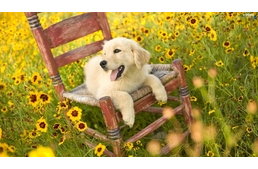 10 simple tips to keep your dog healthy 10 simple tips to keep your dog healthy