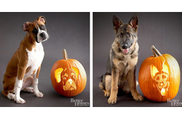 Pumpkin-Carvings of Dog Breeds Pumpkin-Carvings of Dog Breeds