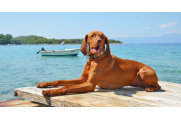 4+1 dog friendly beaches in the Island of Krk in Croatia 4+1 dog friendly beaches in the Island of Krk in Croatia